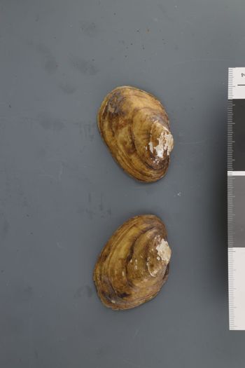 Media type: image;   Malacology 192121 Description: Dry valves;  Aspect: Vo